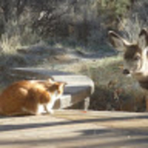 Meet your Posher, Scout - Picture 1 of 1